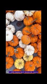 Free Pumpkin Patch Fun at Cypress Methodist Church | Fall 2025