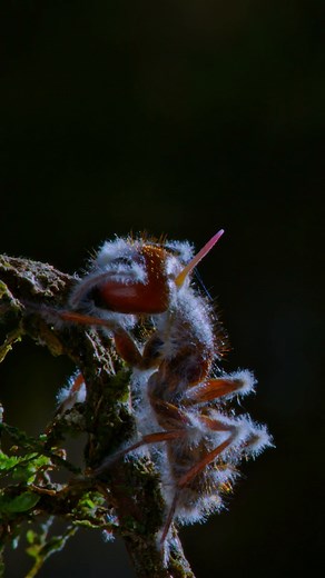 Yes, the Cordyceps fungus is real—and it can destroy entire insect colonies. | National Geographic