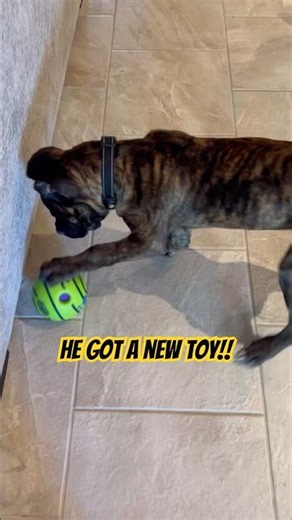Fun Interactive Toy for Puppies #shorts #puppy #toys #funny