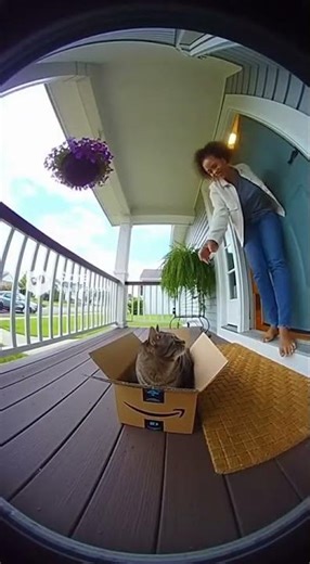 Sora2 Ring Camera Captures a Cat Stealing a Package?! 📦🐱 | vidIQ #Shorts