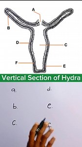 Labelling ba Hydra #biology #diagram | Student Affairs