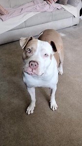 My mutt | Peter Groenewald