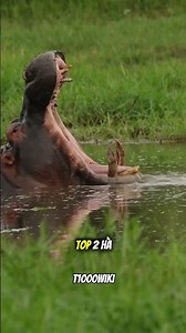 "TOP 3 ANIMALS WITH THE STRONGEST BITE FORCE 🦖🦛🐊🦈💥" #animalfacts #wildlife #biteforce #shorts