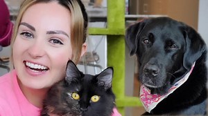 15K views · 382 reactions | Okay… someone give me cat grooming tips, PLEASE! @lavenderburke said a big no to grooming time. @mollysguidedogs Gallop on the other hand, a little gem as always. | Molly Burke | Facebook