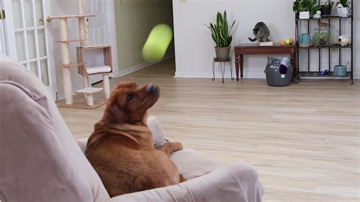 Cat aims ball launcher at dog.