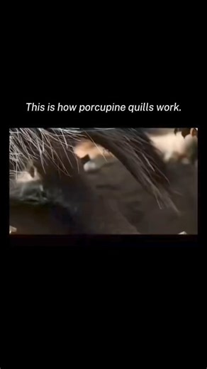 1.5M views · 24K reactions | Porcupine quills are modified hairs made of keratin. When threatened, porcupines can erect these quills, which have backward-facing barbs.The barbs make it difficult for predators to remove the quills, causing pain and discouraging further attacks.The structure of porcupine quills serves as a natural defense mechanism, acting as a deterrent and protecting the porcupine from harm. | Science Of The Universe | Facebook