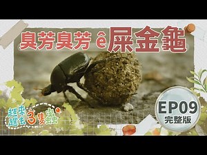 臭芳臭芳 ê 屎金龜｜〈趖來趖去3隻蟲〉EP9 完整版｜台語兒少｜糞金龜｜周俊廷