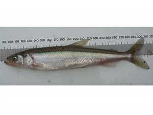 European smelt - Alchetron, The Free Social Encyclopedia