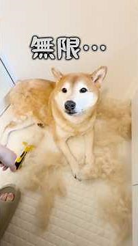 [Shedding Season] A Shiba Inu who looks lethargic but is cooperative with brushing 😂🐕w #ShibaInu ...