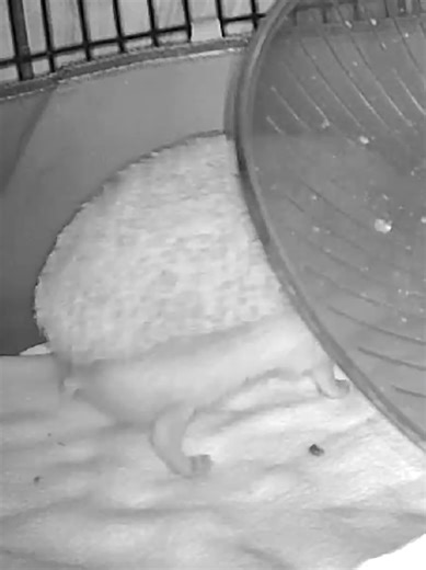 🦔 hedgehog hedgie hedgehog pet cute hedgehog adorable hedgehog funny hedgehog hedgehog itching my pets exotic pet strange pets small animals little critters pet trends right now trending pet videos pet content pet clips cool pets good pets world of pets pet world #hedgehog #hedgie #pet #hedgehogbutt #itching