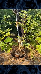 Grow fig trees now #srksucculents #viral2025 #figtree #foryou #fig | My Own Garden
