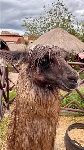 Feeding llamas in Peru 🇵🇪 is so relaxing 🦙 #travel #trip #Peru 🙋‍♀️ #llama #feeding