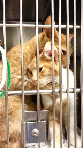 Two Sister Cats Hugging Each Other At The Animal Shelter || ViralHog