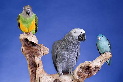 9 Of The Top Quiet Pet Bird Species - The Happy Chicken Coop