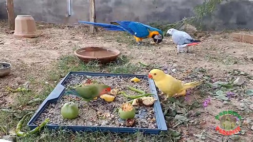 Amazing Collection of Parrots in Natural Environment | Parrot Paradise