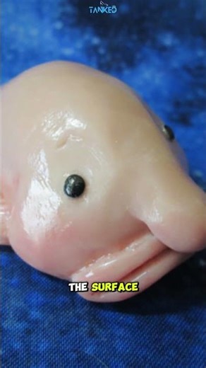 Blobfish – Not Ugly, Just Misunderstood