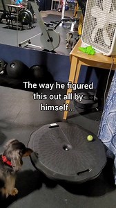 That moment when your dog invents a game you never taught them… and suddenly you're just the audience. 🤣 | Morgan, Rolo, & Pebbles
