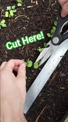 Exactly How To Thin Your Seedlings