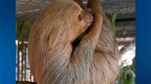 Second sloth at Central Florida Zoo in critical condition after Sloth World rescue
