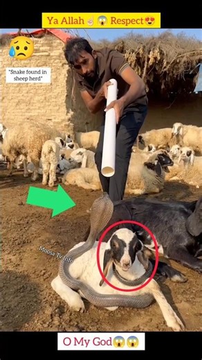 MashAllah ☝🏻😇 Respect 😍 #allah #shorts #status #respect