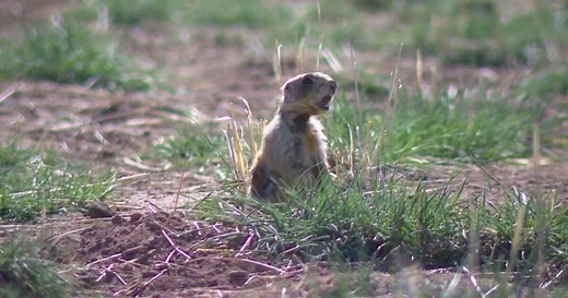 Tracking prairie dogs: why these tiny mammals matter in Utah