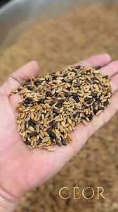 Our roasted sprouted ancient grains medley. With einkorn, spelt, emmer, khorasan, durum, black barley, tan barley, and spelt. Freshly milled in house. #sourdough #emmer #spelt #einkorn #sproutedgrains #freshmilled | Céor