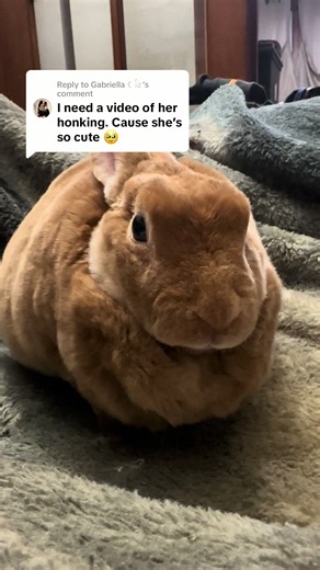 Happy Bunny Moments: Enjoying Life with a Cute Rabbit