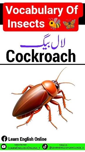 Vocabulary Of Insects 🐝🦋 #foryou #english #englishtourduspeakingcourse