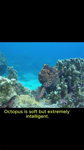 Cá mập bị bạch tuộc đánh bại bởi bộ não. Shark Gets Outsmarted by Octopus Brain #shorts