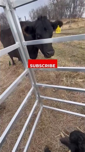 #calfcatcher at work catching #calves while keeping you safe!