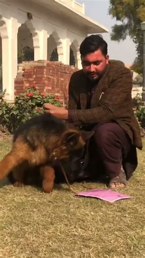 German shepherd pink pedigree male available #germanshepherd #gsd #pets