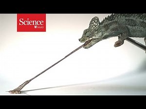 Tiniest chameleons have fastest tongues