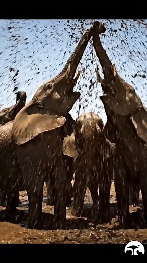 Happy Elephants! | Global Natural