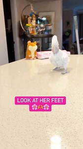 37K views · 2.8K reactions | Watch how cute Coco’s hop is in slow motion! Her little toes  My cockatoo Hops instead of flies!!! #birds #parrot #birdlife #zoomies | Lucky Lou and Coco Too | Facebook