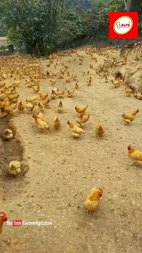 Free Range Farming is the future of Chicken Farming | Better Life Engineering Services