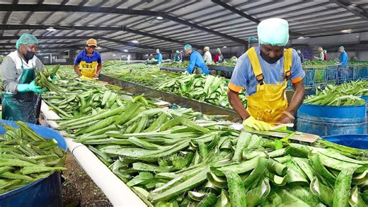 Inside Massive Farm Harvesting & Processing Millions of Fresh Aloe Vera Leaves!