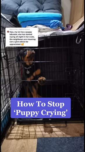 SouthendDogTraining on TikTok