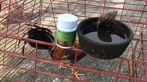 15K views · 518 reactions | NO ANIMALS WERE HARMED. FOR BREEDING PURPOSES ONLY Another INTERMEDIATE HOST of tapeworm,kaya nagkakabulate ANG PINAKAMAGALING NA TAUHAN AY MISMONG MAY ARI,WALA NG TATALO PA !!! Opinion at experience ko po ito pwd paniwalaan/sundin at pwd rin hindi. UNIVERSITY OF EXPERIENCE LIPA 6568 COCKING ACADEMY ISANG PALO KATALO ! | Doc Marvin Rocafort | Facebook