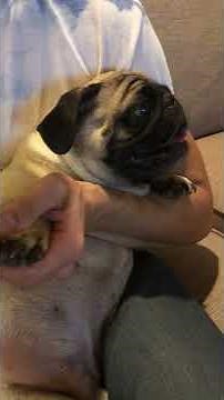 Pug gets nails clipped