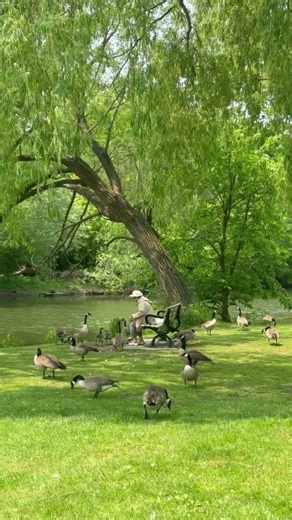 Canadian Geese in Perfect Formation 😲🦆 #Shorts