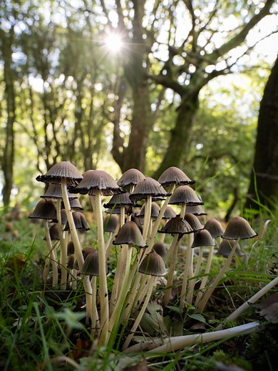 Which photo was your favourite? . Photos taken with: OM System OM1 mk II OM System 90mm f3.5 macro OM System OM5 OM System 12-100mm at 12mm #OMSystem #fungi #macrophotography #yourshotphotographer #natgeoyourshot #naturalworld #naturephotography #tinyworld #forestfloor #inthewoods #forestphotography #bbcearth #macro_freaks #macro_brilliance | redal.uk
