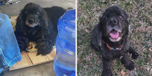 Leigh’s Lost and Found: Kirbyville family reunited with missing dog Tucker after 11 months