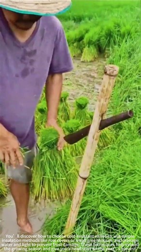 Winter Seedlings Planting Guide! ❄️🌱