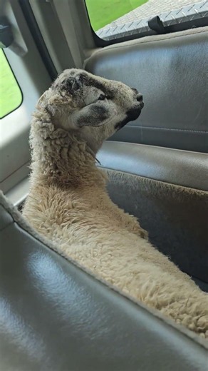 is this how you haul sheep? #life #love #wildlife #sheep #farm #redneck #livestock #f250