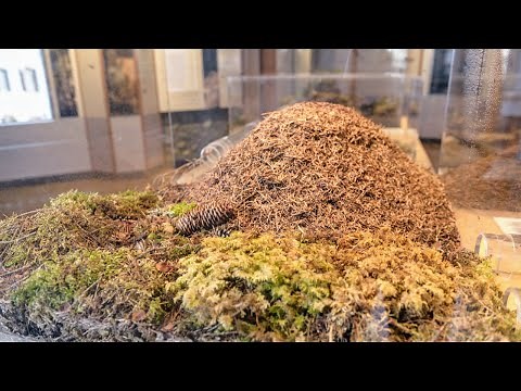 Come funziona un formicaio?