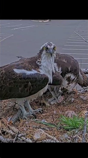 First Fish Delivery After Chick Hatches On Hellgate Osprey Cam