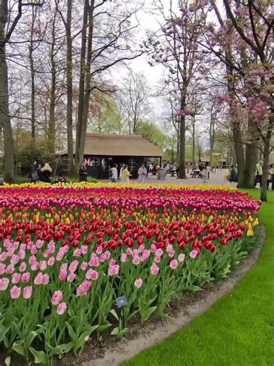 Exploring Tulip Fields, Keukenhof, Netherlands, Costsaver from Joie A. 🌷