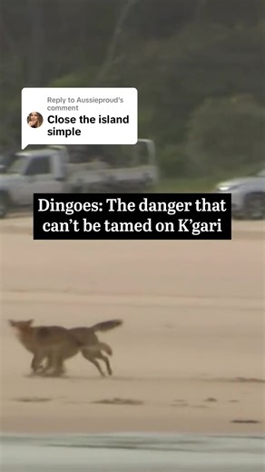 Replying to @Aussieproud A young boy was mauled to death by dingoes in 2001. Strategies to manage the island’s native predators have shifted drastically in the years since, but millions of tourists are still at risk.⁠ ⁠ Read the full story at the link in bio. ⁠ ⁠ Article first published April 16, 2025. ⁠ ⁠ Report: Courtney Kruk⁠ Video: Nine News⁠