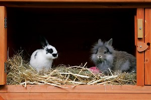 Used Rabbit Cage Tips: Pros, Cons and Where to Buy  | LoveToKnow Pets