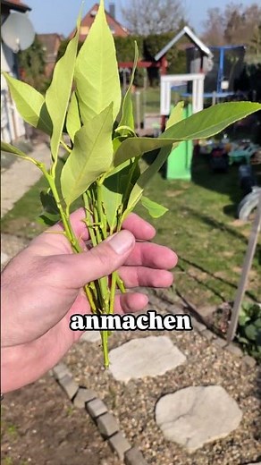 Lemon tree cuttings